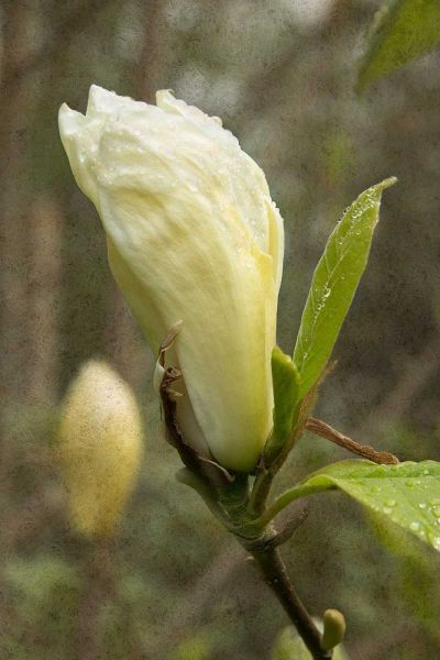 White Tulip Tree I