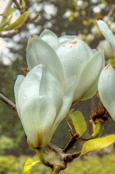 White Tulip Tree II