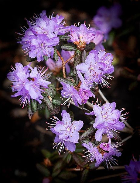 Small Purple Rhododendron
