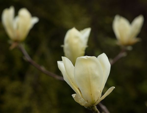 Tulip Tree Flowers