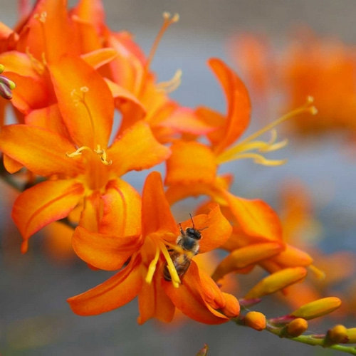 Orange Lilies II
