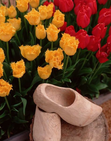 Wooden Shoe Tulips