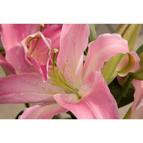 Soft Pink Lily I