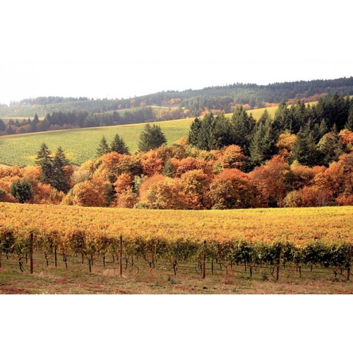 Fall in Wine Country I