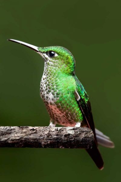 Hummingbird III