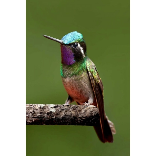 Hummingbird VI