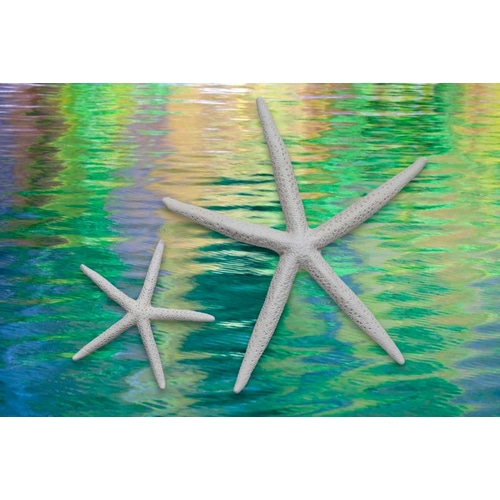 Starfish on Water II