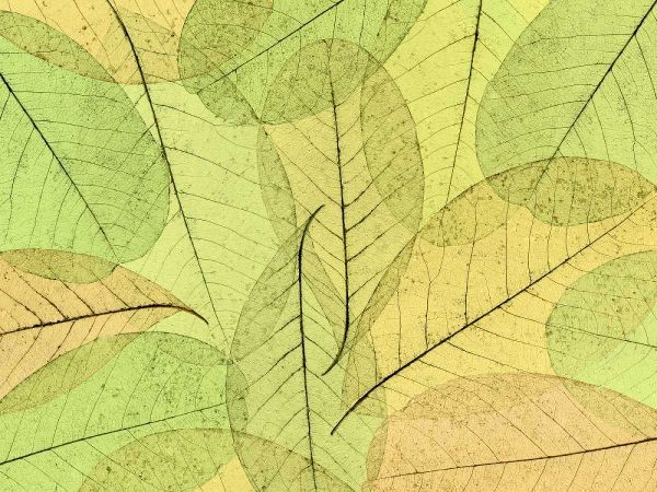 Leaf Collage I