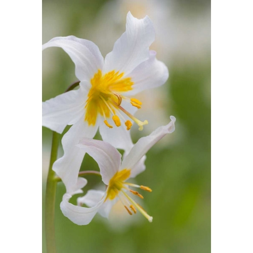 Avalanche Lily III