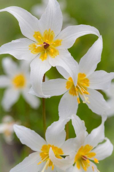 Avalanche Lily IV