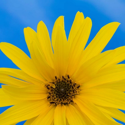 Sunflower on Blue I