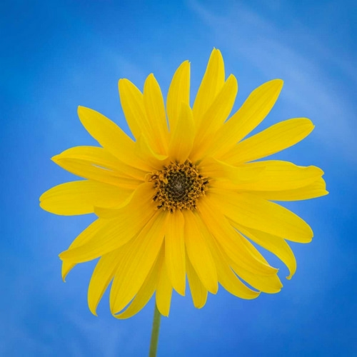 Sunflower on Blue II