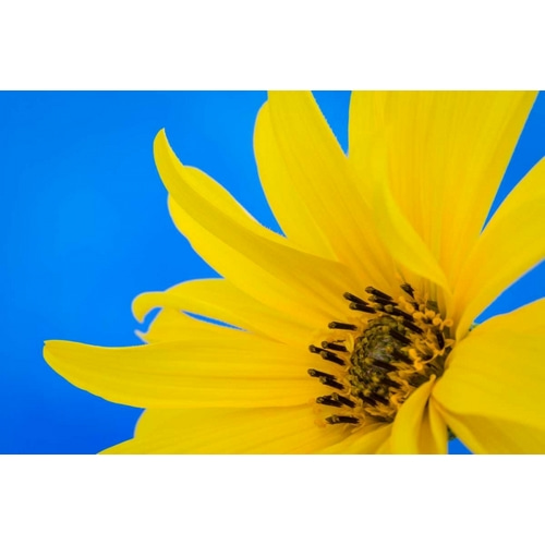 Sunflower on Blue III