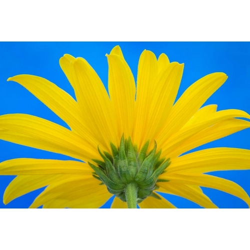 Sunflower on Blue IV