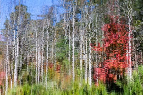 Forest Reflections I