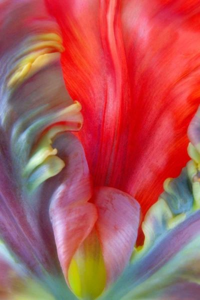 Parrot Tulip I