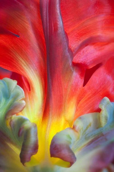 Parrot Tulip II
