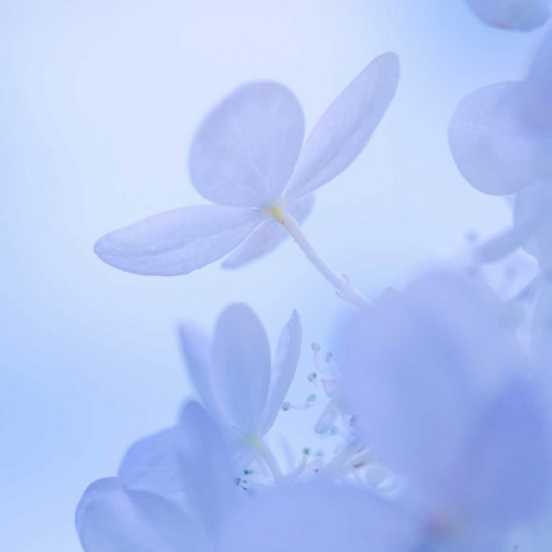 Hydrangea Blossom II
