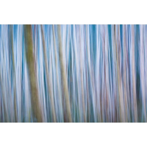 Winter Forest Abstract I