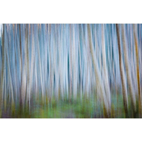 Winter Forest Abstract II