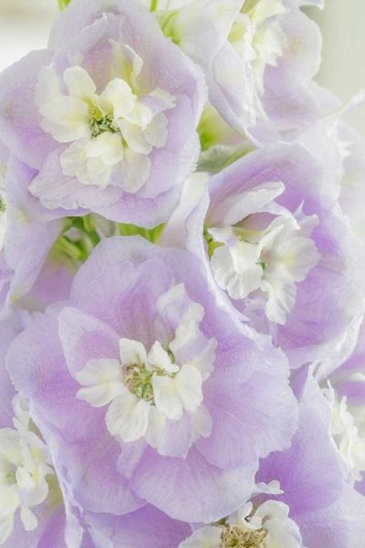 Delphinium Blossoms I