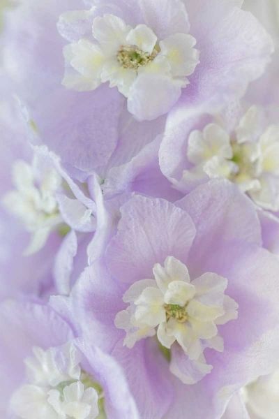 Delphinium Blossoms II