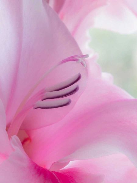 Gladiola Blossom I