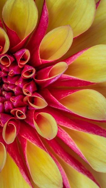 Red and Yellow Dahlia II
