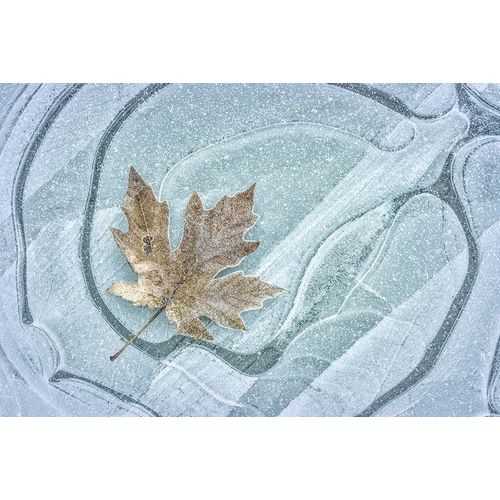 Frosty Leaf on Ice I