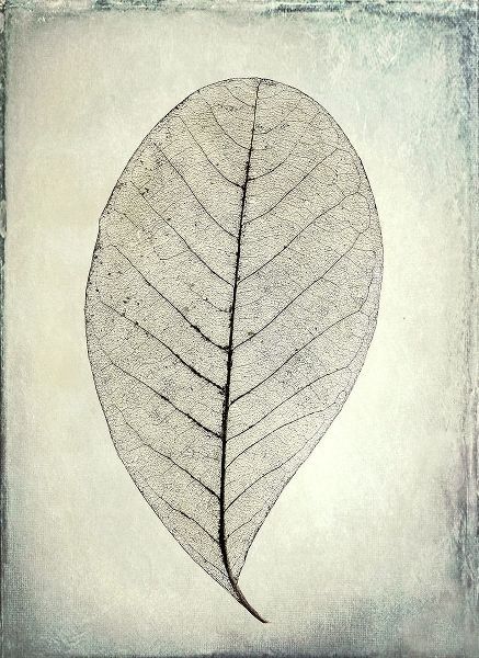 Skeletonized leaf