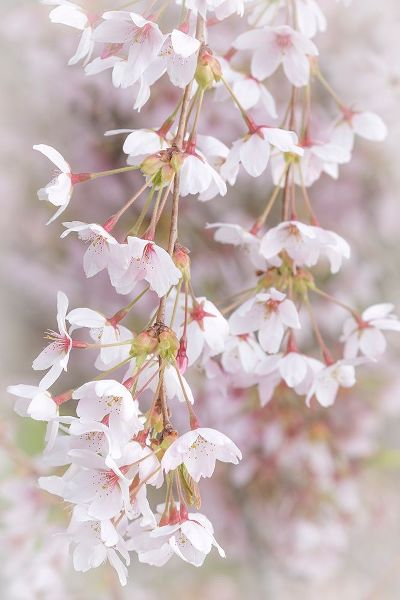 Soft Cherry Blossoms I