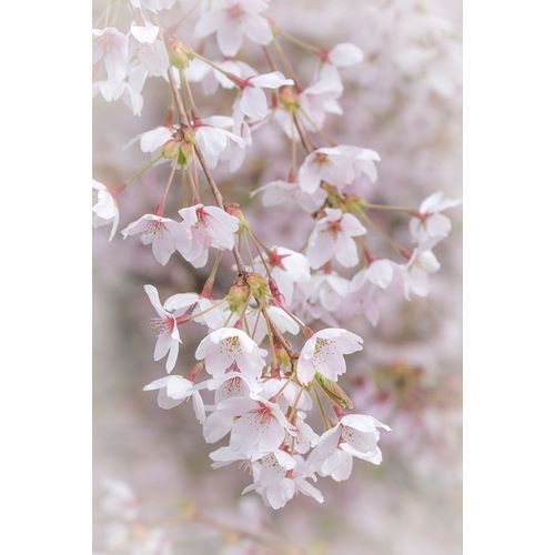 Soft Cherry Blossoms II