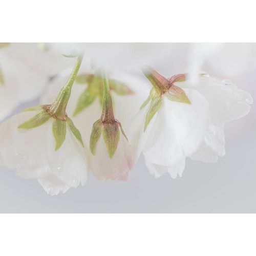 White Cherry Blossoms III