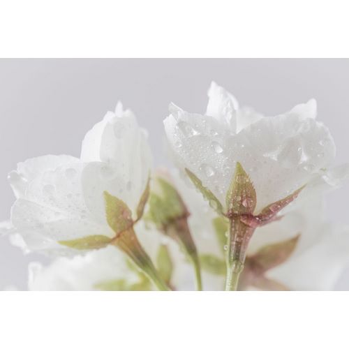 White Cherry Blossoms IV