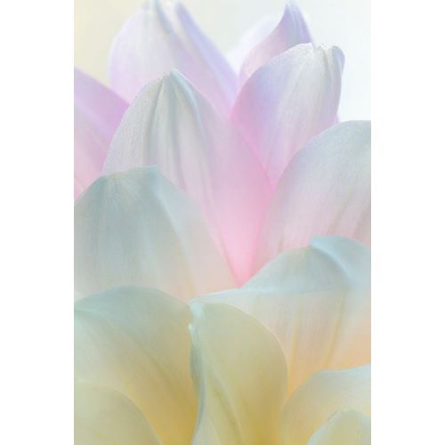 Dahlia Blossom II
