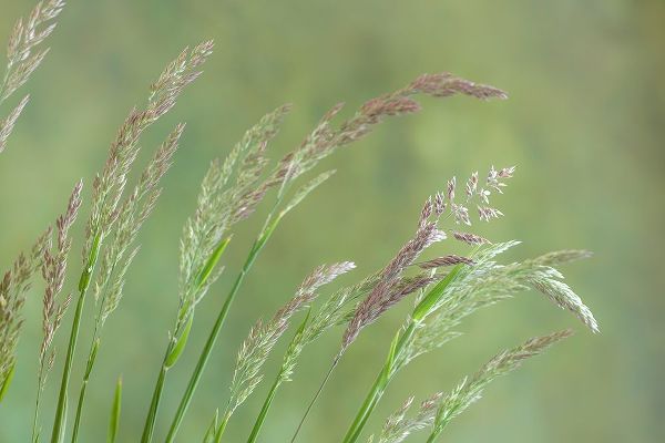 Velvet Grass I