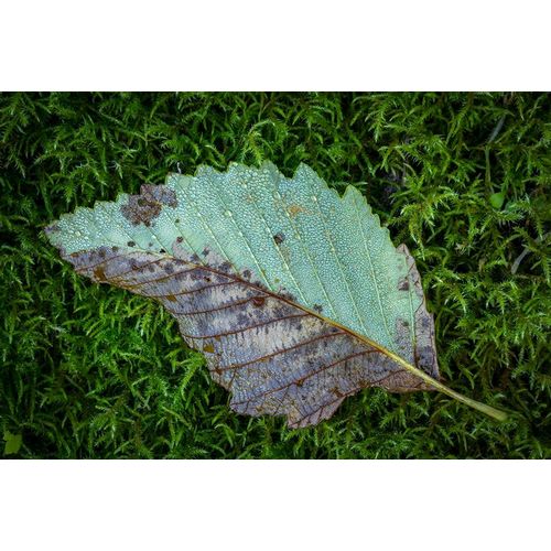 Alder Leaf