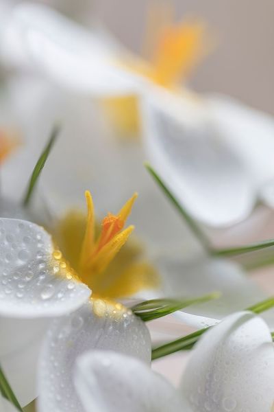 White Crocus Blossoms I