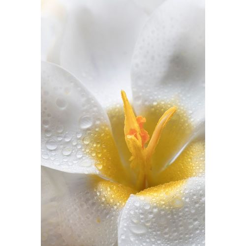 White Crocus Blossoms II