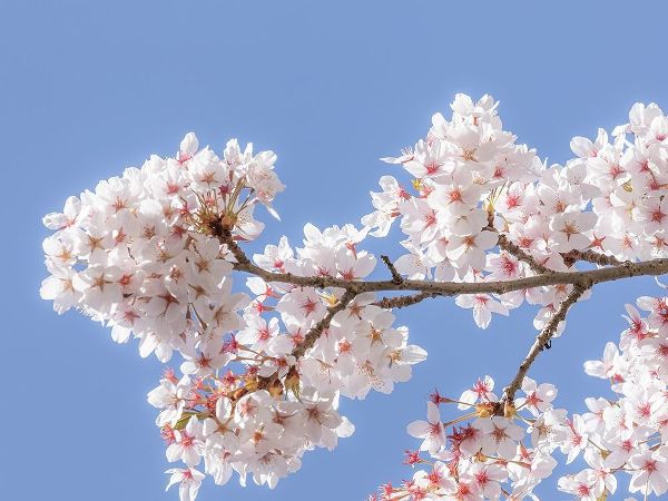 Spring Cherry Blossoms I
