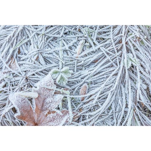 Maple Leaf and Frost II