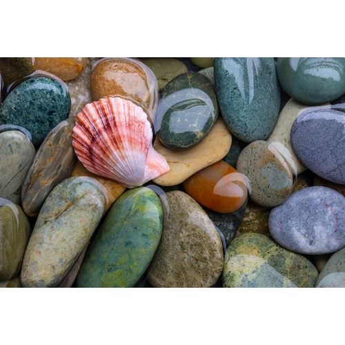 Scallop Shell and Beach Rock