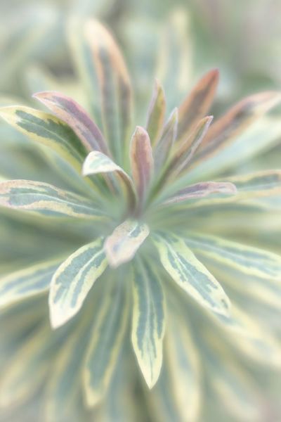 Euphorbia I