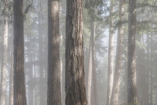Fog in the Forest I