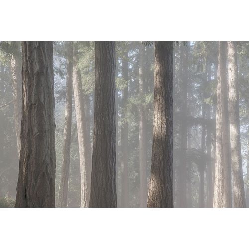 Fog in the Forest II