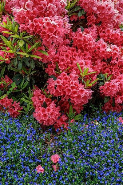 Lithodora and Rhododendron