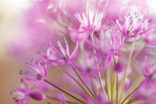 Mahan, Kathy 아티스트의 Allium Blossoms II작품입니다.