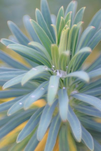 Mahan, Kathy 아티스트의 Euphorbia And Rain Drops II작품입니다.