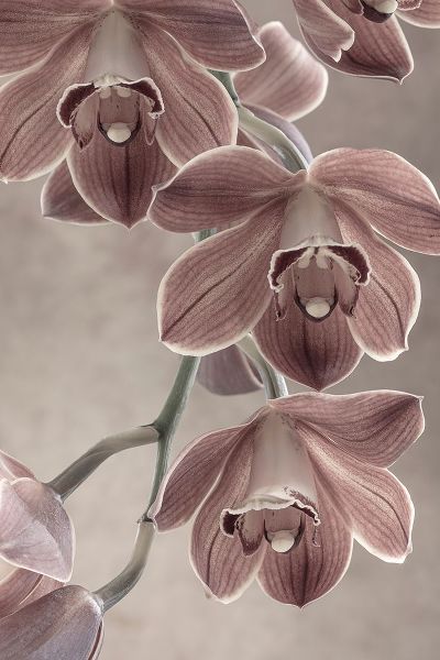 Mahan, Kathy 아티스트의 Cymbidium Orchid I작품입니다.