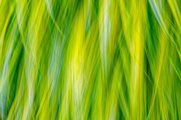 Mahan, Kathy 아티스트의 Japanese Forest Grass I작품입니다.